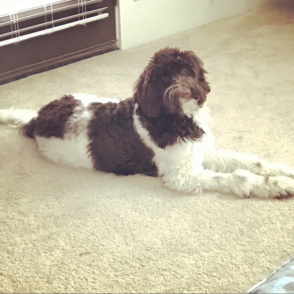 Meet your Posher, Nishie - Picture 1 of 1